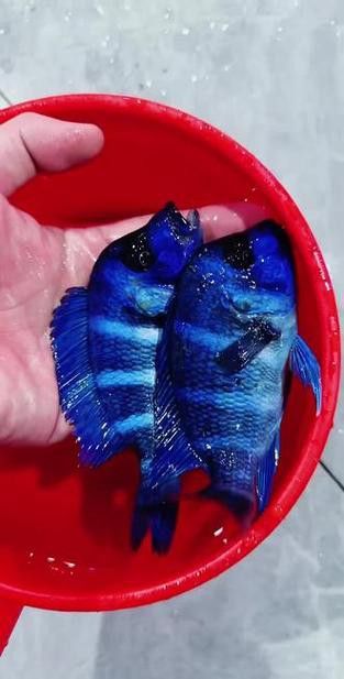藍色龍魚圖片欣賞圖