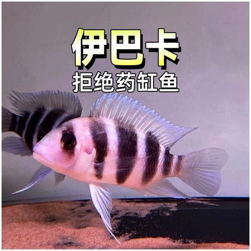 藍色龍魚圖片欣賞圖