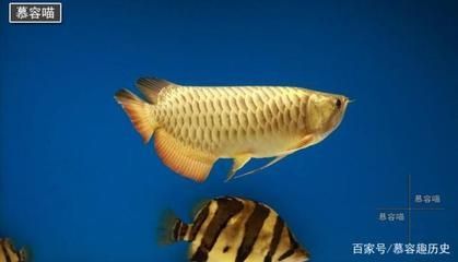 銀龍魚繁殖期雌雄鑒別方法：銀龍魚繁殖期色彩變化原因