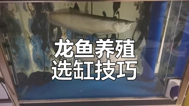 龍魚用什么魚缸比較好養活呢