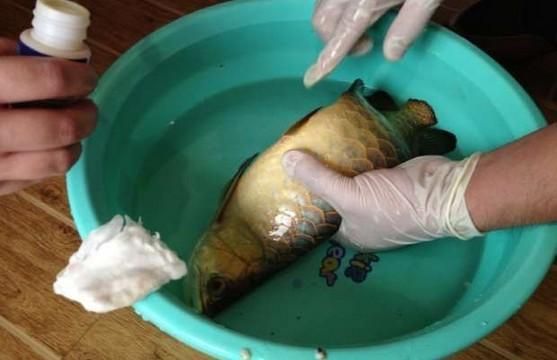 龍魚如何麻醉喂食，龍魚的麻醉喂食方法