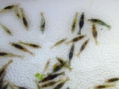 金龍魚吃什么食物長得快一點：金龍魚吃什么長得快