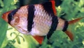 虎紋孔龍魚公母怎么分：虎紋孔龍魚公母怎么分辨 虎紋孔龍魚公母怎么分：虎紋孔龍魚公母怎么分辨 龍魚百科 第3張