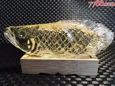 巧克力底金龍魚什么價格：巧克力底金龍魚什么價格巧克力底金龍魚什么價格 巧克力底金龍魚什么價格：巧克力底金龍魚什么價格巧克力底金龍魚什么價格 龍魚百科 第3張