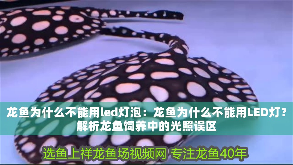 龍魚為什么不能用led燈泡：龍魚為什么不能用LED燈？解析龍魚飼養(yǎng)中的光照誤區(qū)