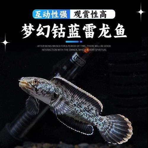 枯藍雷龍魚 枯藍雷龍魚 龍魚百科 第4張