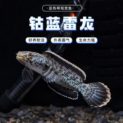 枯藍雷龍魚 枯藍雷龍魚 龍魚百科 第5張