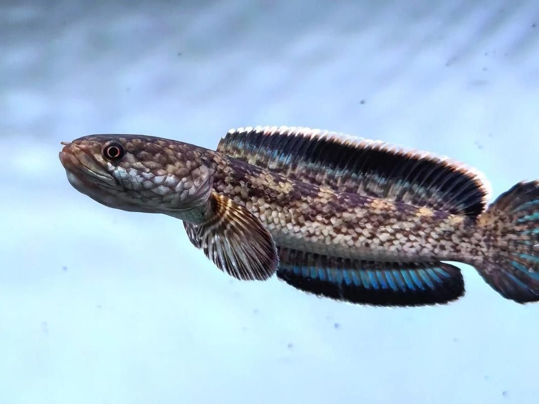 枯藍雷龍魚 枯藍雷龍魚 龍魚百科 第1張