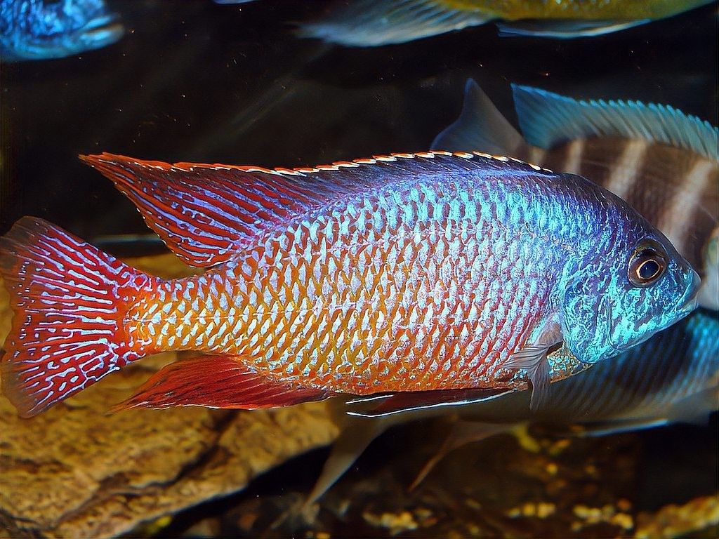 龍魚拉屎飄起來怎么辦 龍魚拉屎飄起來怎么辦 龍魚百科 第9張