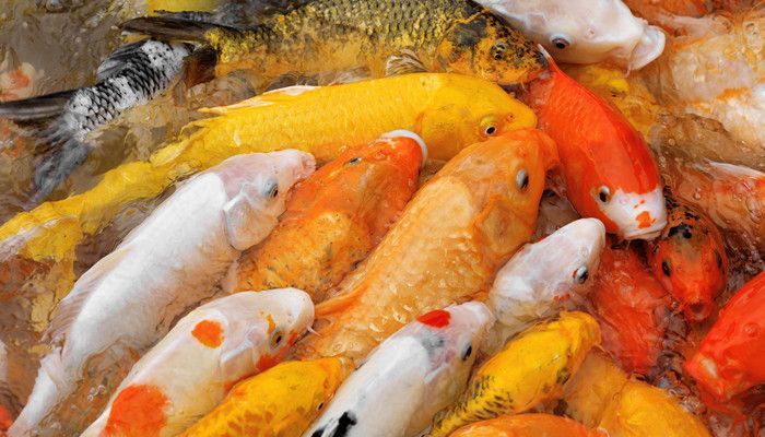 紅龍魚慢養的訣竅有哪些（如何最好地慢養紅龍魚）