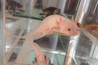 龍魚為什么撞缸會(huì)死掉：龍魚撞缸的原因及處理方法