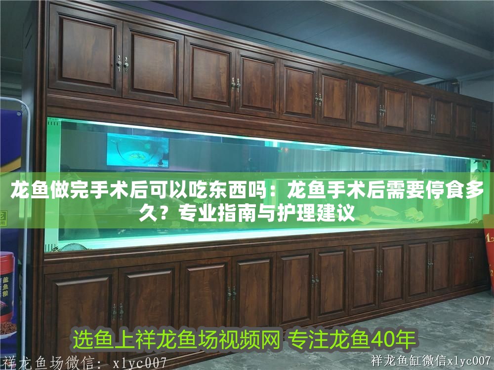 龍魚做完手術后可以吃東西嗎：龍魚手術后需要停食多久？專業指南與護理建議