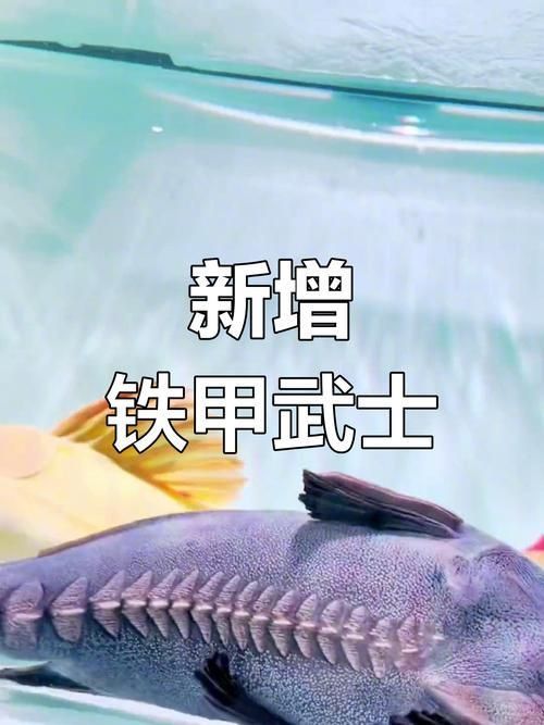鎧甲武士魚的圖片