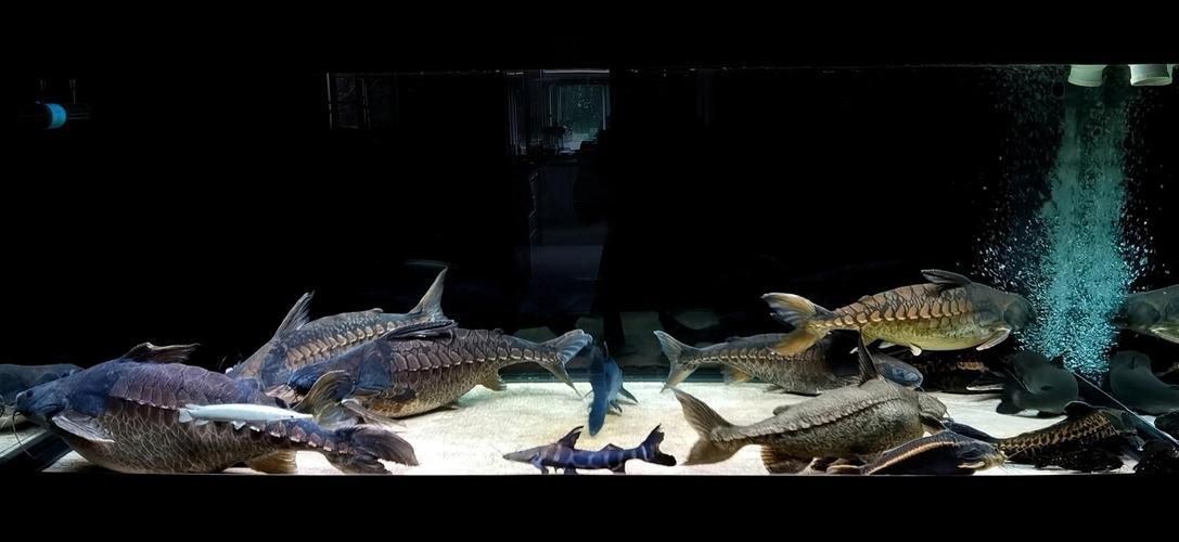 鎧甲武士魚的圖片