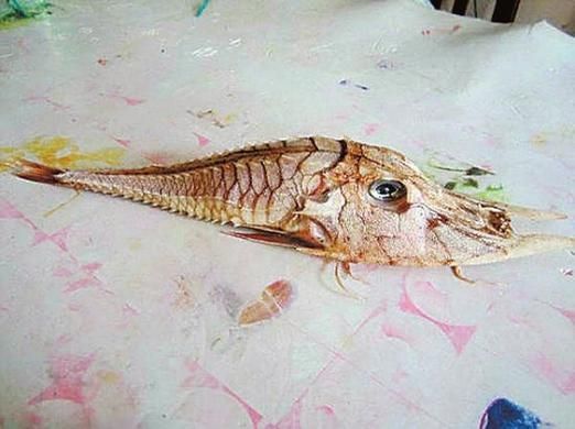 鎧甲武士魚的圖片