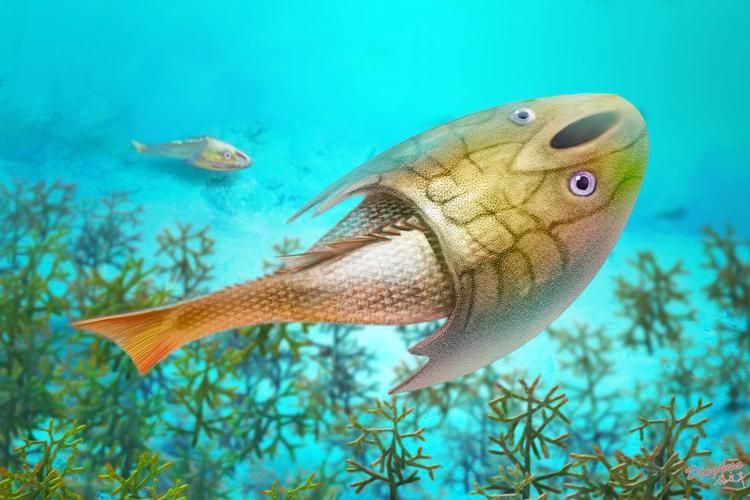 鎧甲武士魚的圖片