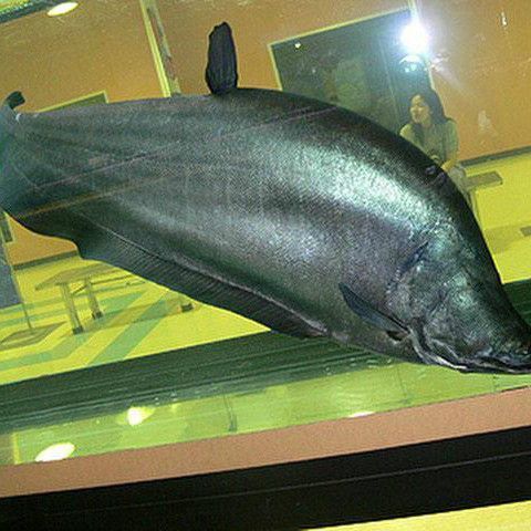 鎧甲武士魚的圖片