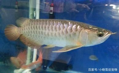 白金龍魚生活在哪里最好養(yǎng)（白金龍魚怎么養(yǎng)白金龍魚需要注意以下幾個方面）