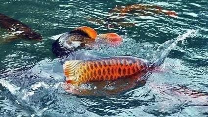 龍魚(yú)摸他不游動(dòng)（龍魚(yú)不游動(dòng)可能由多種原因引起）