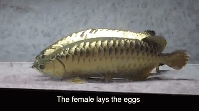 龍魚摸他不游動（龍魚不游動可能由多種原因引起）