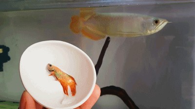 龍魚常見的病治療方法是哪些：銀龍魚腸寄生蟲和眼睛寄生蟲的治療方法是最重要的治療方法