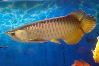龍魚喂什么比較好：龍魚幼魚階段如何科學喂養(yǎng)成年龍魚的日常飲食管理
