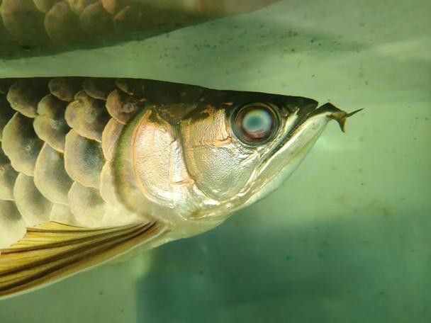 金龍魚眼睛凹下去了怎么回事