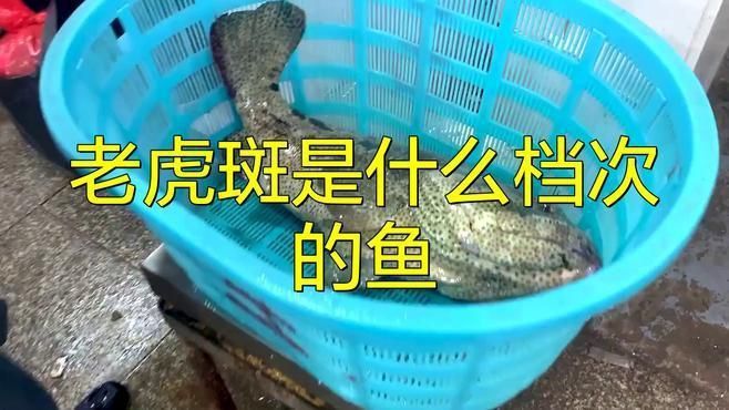 老虎斑是什么檔次的魚