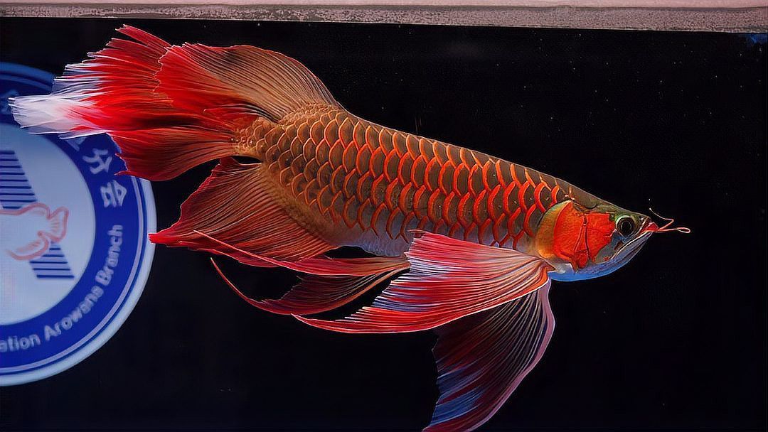 開封龍魚出售最新信息價(jià)格 開封龍魚出售最新信息價(jià)格 龍魚百科 第13張