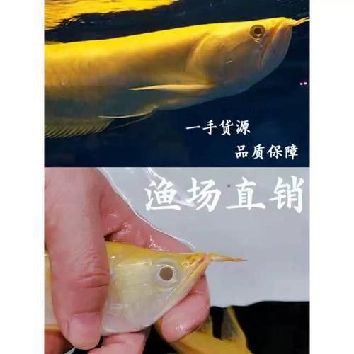 白子銀龍魚和黃化銀龍魚區(qū)別在哪里圖片