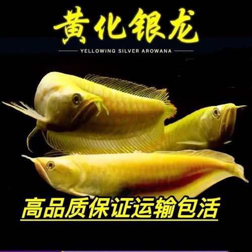 白子銀龍魚和黃化銀龍魚區(qū)別在哪里圖片