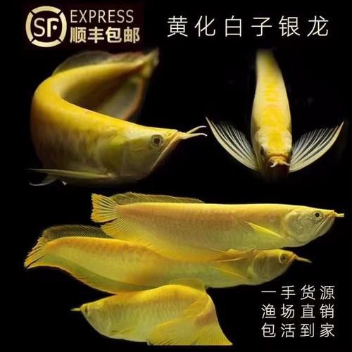 白子銀龍魚和黃化銀龍魚區(qū)別在哪里圖片