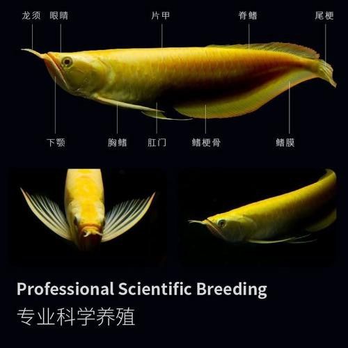 白子銀龍魚和黃化銀龍魚區(qū)別在哪里圖片