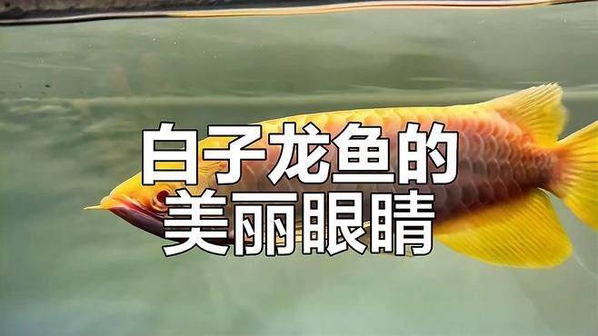 白子銀龍魚和黃化銀龍魚區(qū)別在哪里圖片