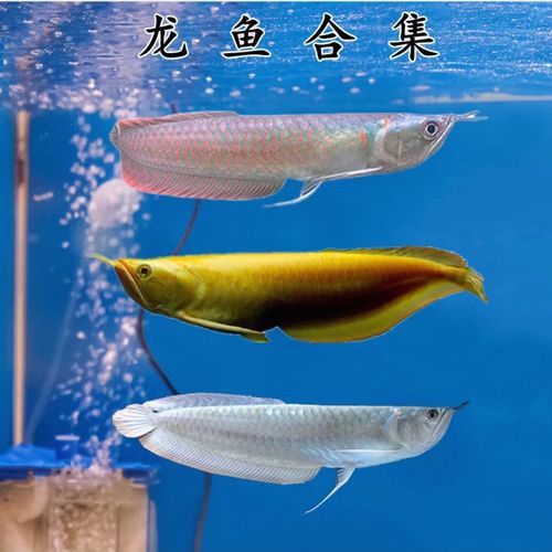 白子銀龍魚和黃化銀龍魚區(qū)別在哪里圖片