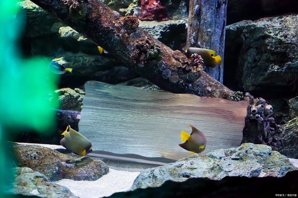 白子銀龍魚和黃化銀龍魚區(qū)別在哪里圖片