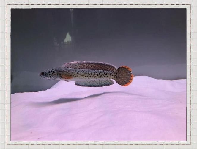 雷龍魚可以和斑馬狗頭混養(yǎng)嗎圖片