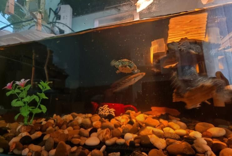 雷龍魚可以和斑馬狗頭混養(yǎng)嗎圖片