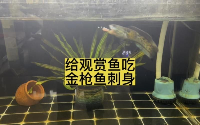 雷龍魚可以和斑馬狗頭混養(yǎng)嗎圖片