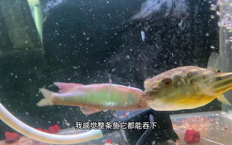 雷龍魚可以和斑馬狗頭混養(yǎng)嗎圖片
