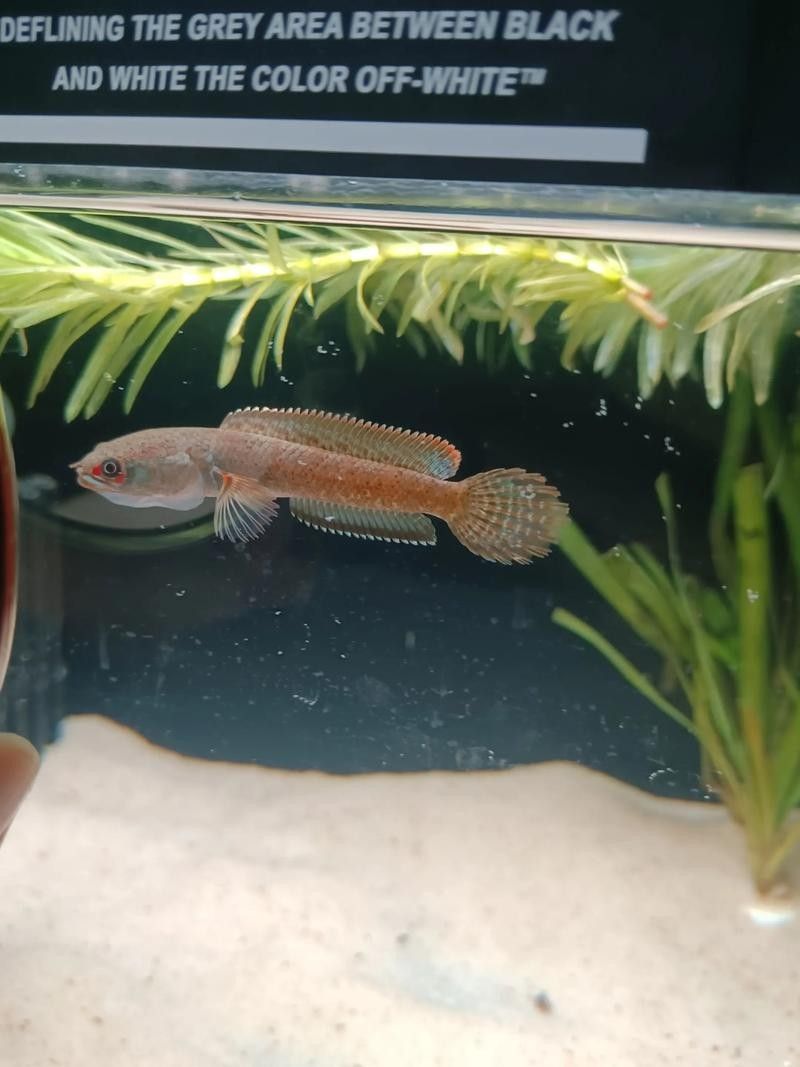 雷龍魚可以和斑馬狗頭混養(yǎng)嗎圖片