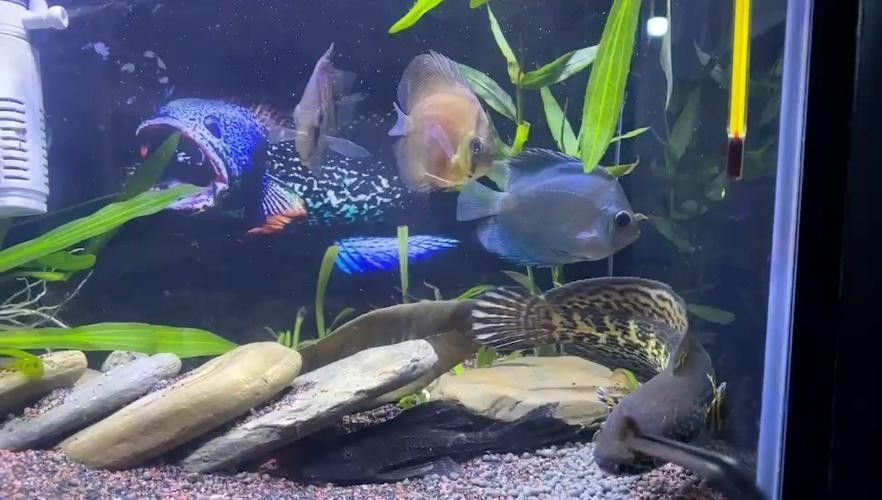 雷龍魚可以和斑馬狗頭混養(yǎng)嗎圖片