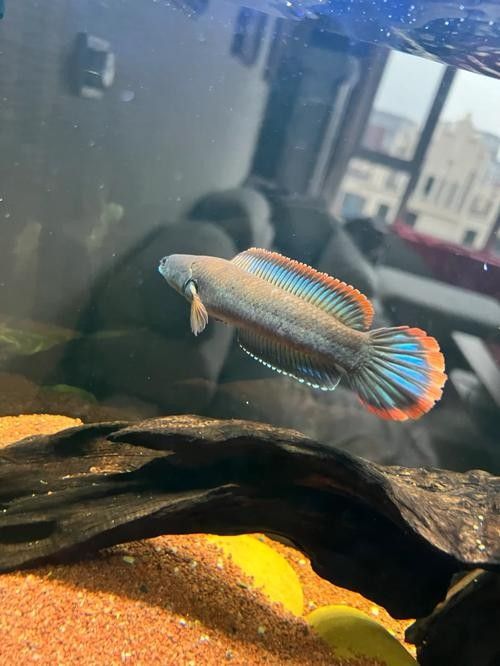 雷龍魚可以和斑馬狗頭混養(yǎng)嗎圖片