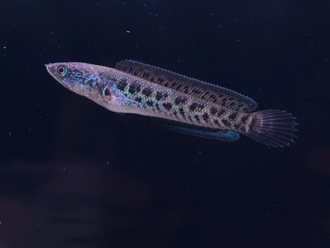 雷龍魚可以和斑馬狗頭混養(yǎng)嗎圖片