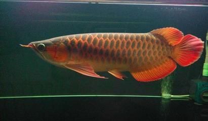 紅龍魚長到60厘米需要幾年？：紅龍魚一年的生長速度和它們最終的體長受到多種因素影響