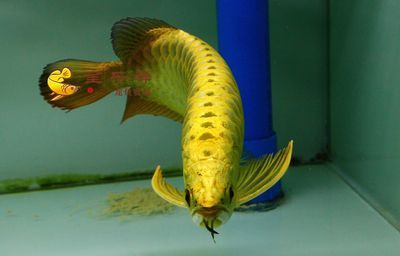 廣州呈千祥龍魚漁場(chǎng)（呈千祥龍魚漁場(chǎng)）