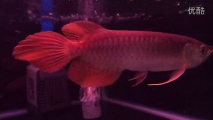 廣州呈千祥龍魚漁場(chǎng)（呈千祥龍魚漁場(chǎng)）