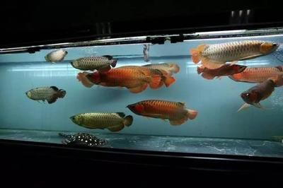 龍魚(yú)與龍魚(yú)混養(yǎng)技巧圖解：龍魚(yú)與龍魚(yú)混養(yǎng)技巧圖解，