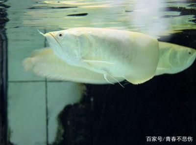 龍魚跳缸多久會死（龍魚跳缸后存活時間因個體差異和具體情況進行變化） 龍魚跳缸多久會死（龍魚跳缸后存活時間因個體差異和具體情況進行變化） 龍魚百科 第4張