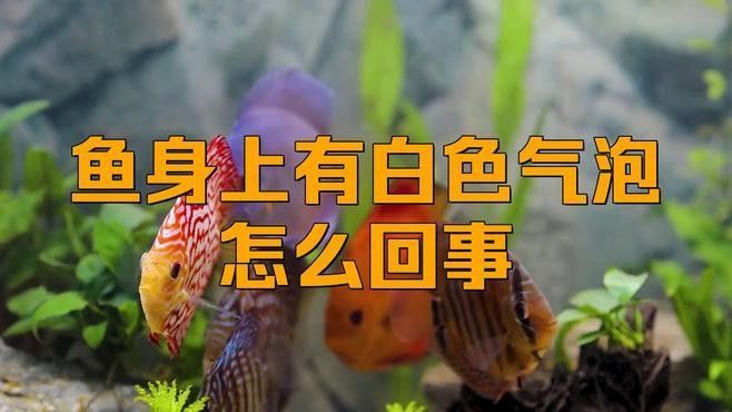 銀龍魚身上起白泡怎么辦